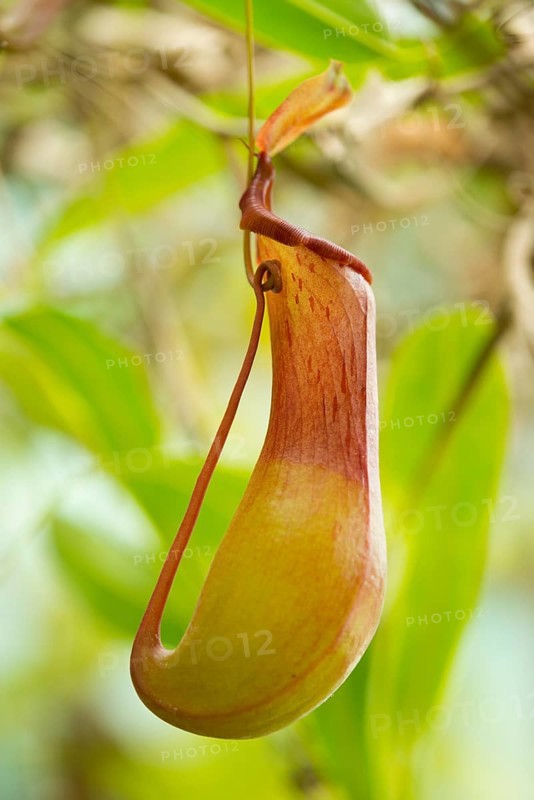 Pitchter plant hybrid (Nepenthes alata x ventricosa)