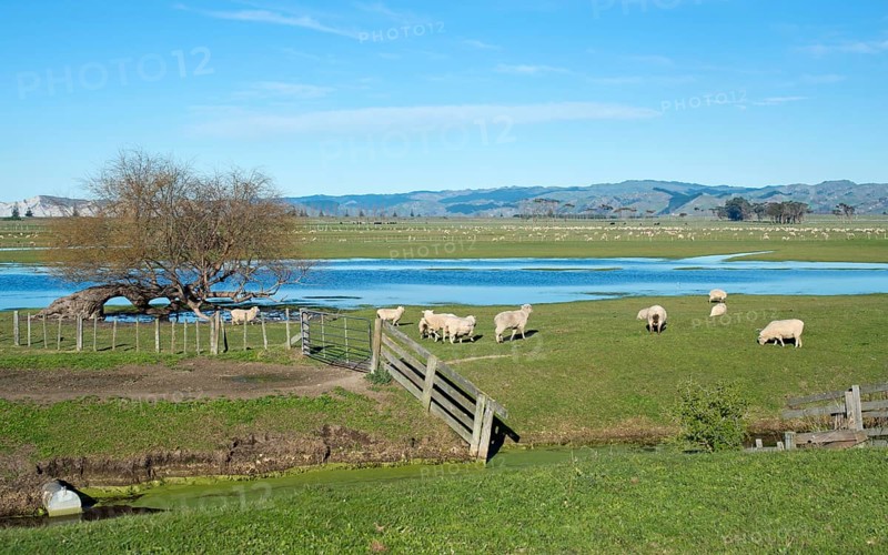 Sheep pen in Gisborne