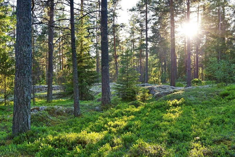 Pine forest