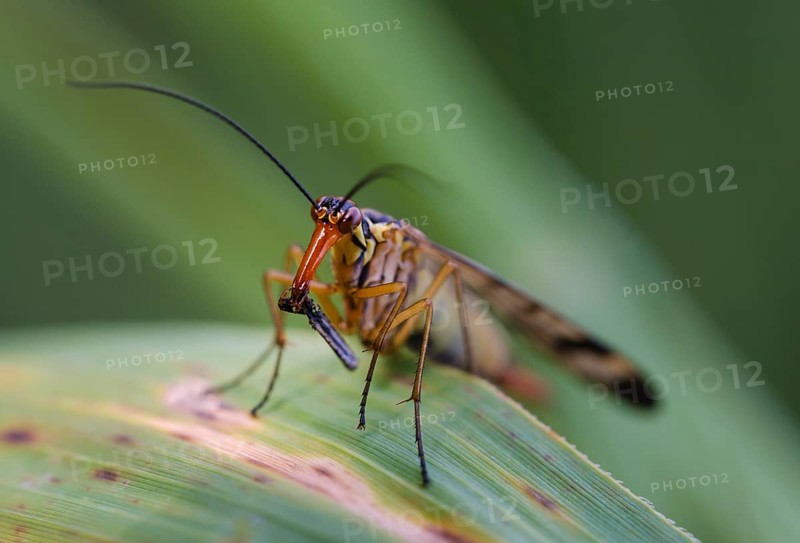 Common scorpionfly (Panorpa communis) with prey