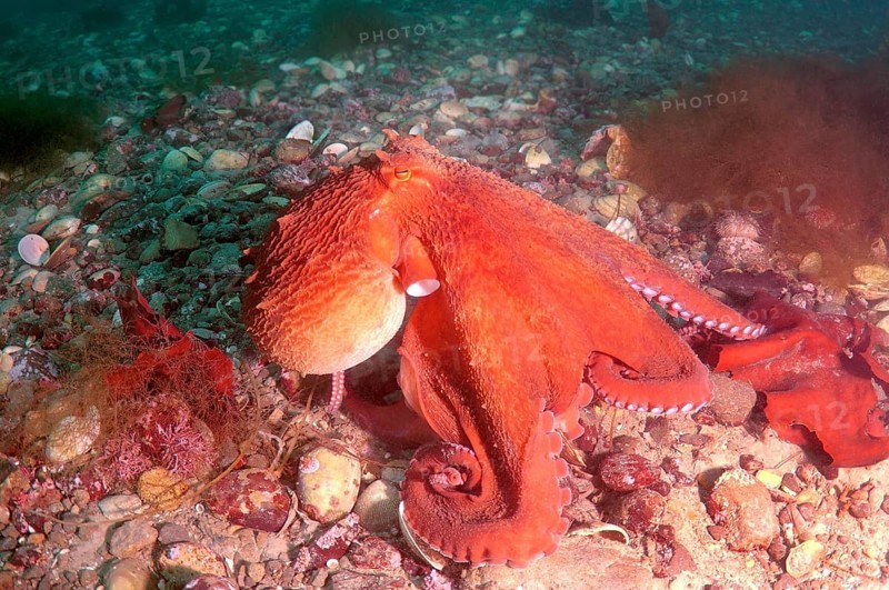Giant Pacific Octopus