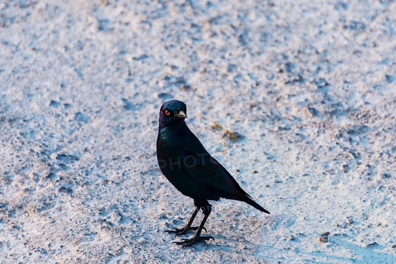 Cape Starling (Lamprotornis nitens)