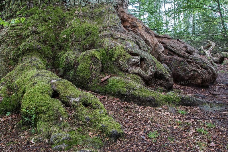 Old Pedunculate Oak or English Oak (Quercus robur)