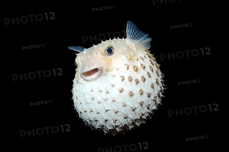 Spotted Porcupinefish (Diodon hystrix)