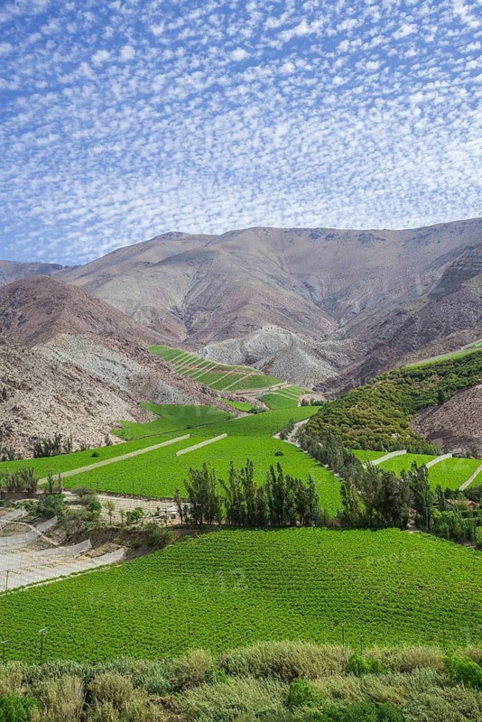 Vineyards in the Valle del Elqui