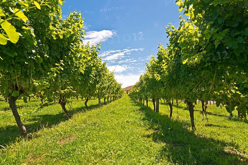 Vines in a vineyard near Gisborne