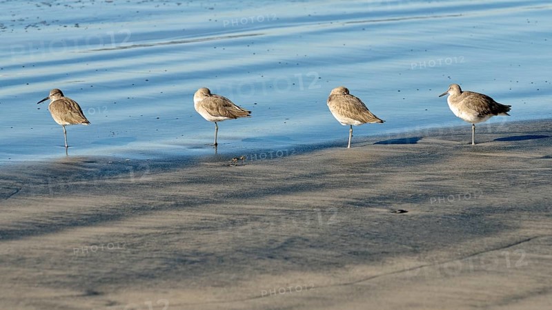 Willets (Tringa semipalmata) in the intertidal zone