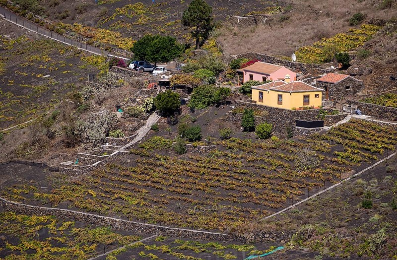 Grapevines growing on black lava soil