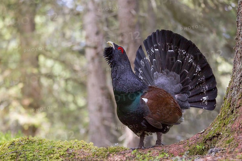 Capercaillie or Western Capercaillie (Tetrao urogallus)