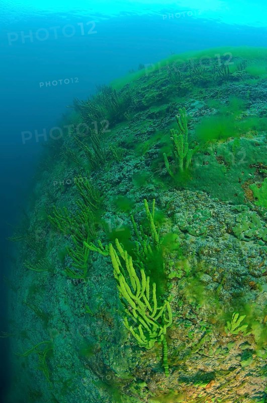 Demosponge (Lubomirskia baicalensis)