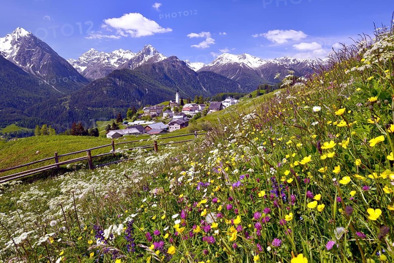 Meadow flowers against Ftan in the Lower Engadin