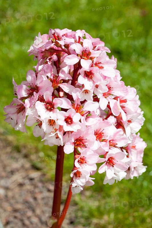 Elephant-eared saxifrage (Bergenia purpurascens)