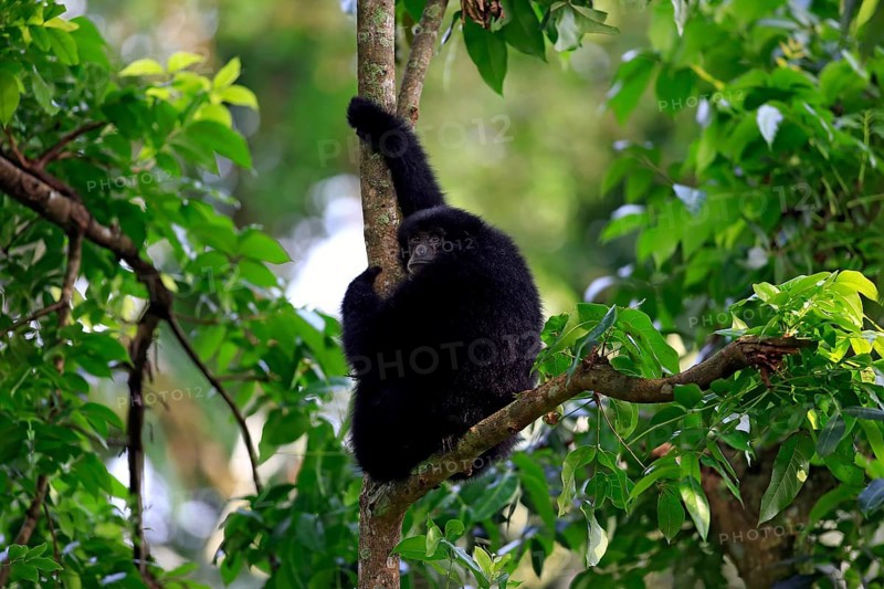 Siamang (Symphalangus syndactylus)