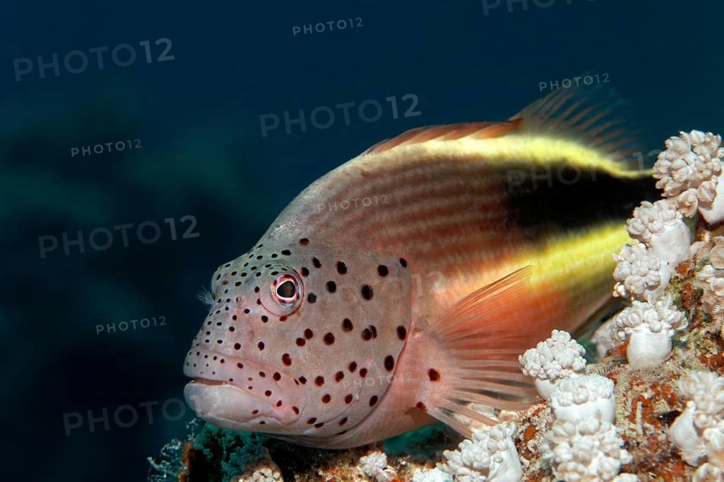 Black-sided hawkfish (Paracirrhites forsteri) on stony coral