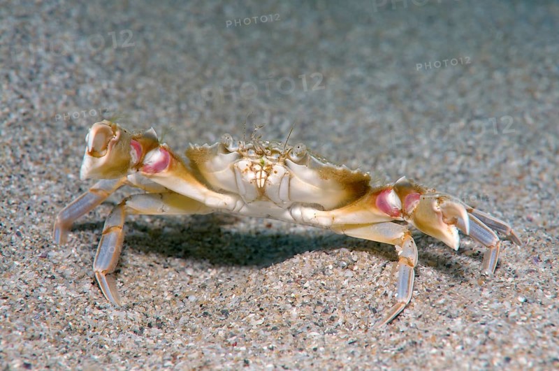 Swimming Crab (Macropipus holsatus Syn Liocarcinus holsatus)