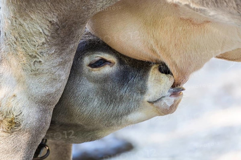 Suckling calf of a Domestic Cattle (Bos primigenius taurus)