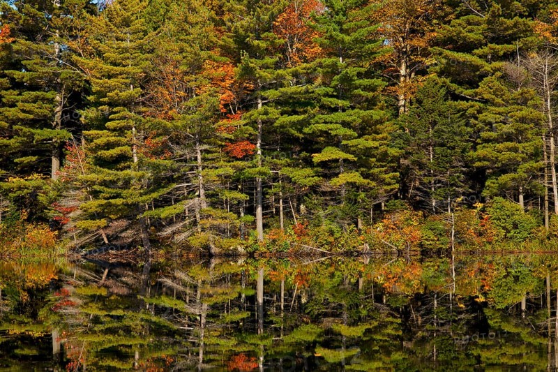 Forest being reflected in beaver pond in autumn