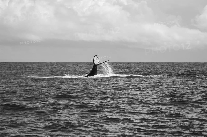 Humpback Whale (Megaptera novaeangliae)