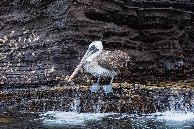 Galapagos Brown Pelican (Pelecanus occidentalis urinator)