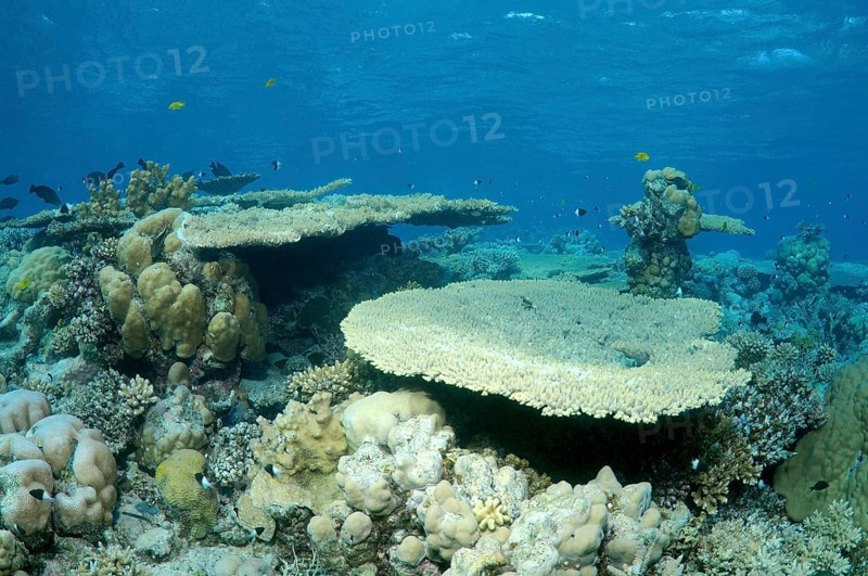 Coral reef in Ras Muhammad National Park