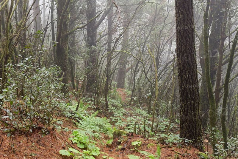 Cloud forest