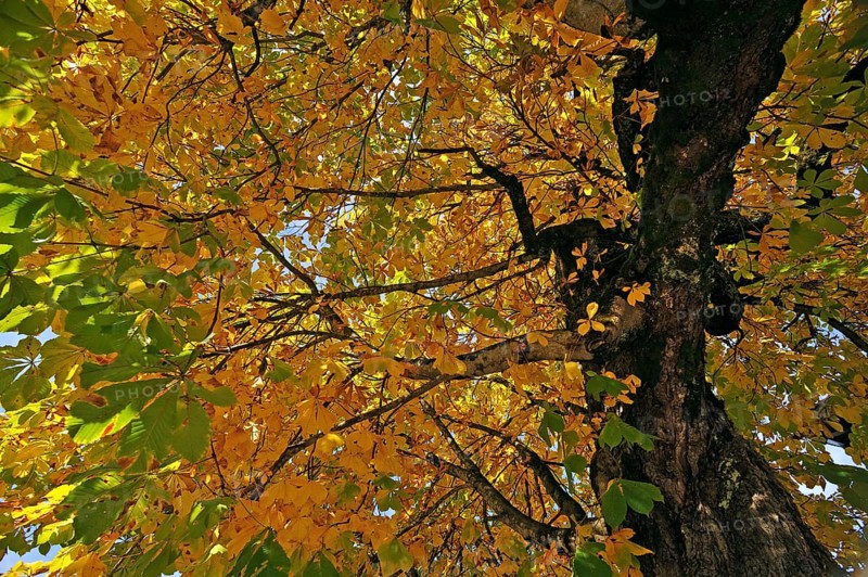 Horse-chestnut (Aesculus hippocastanum) with autumnal colours