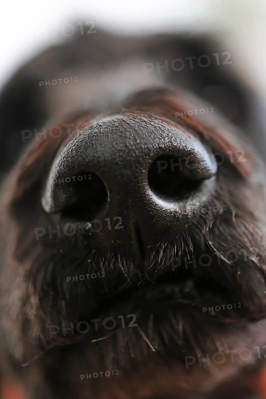 Dog's nose