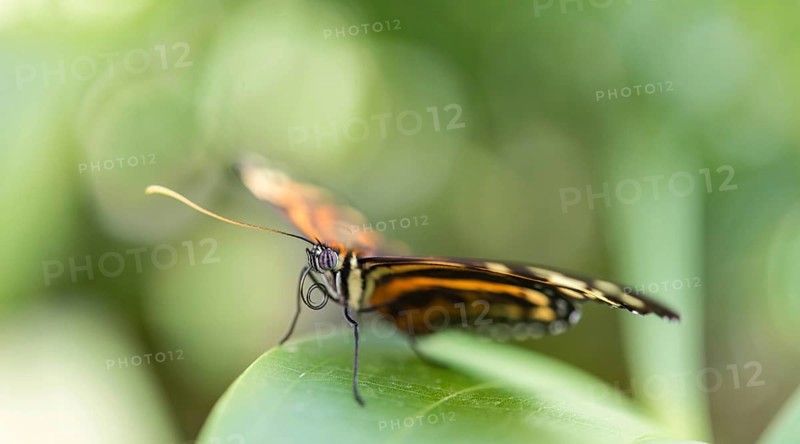 Heliconius xanthocles butterfly