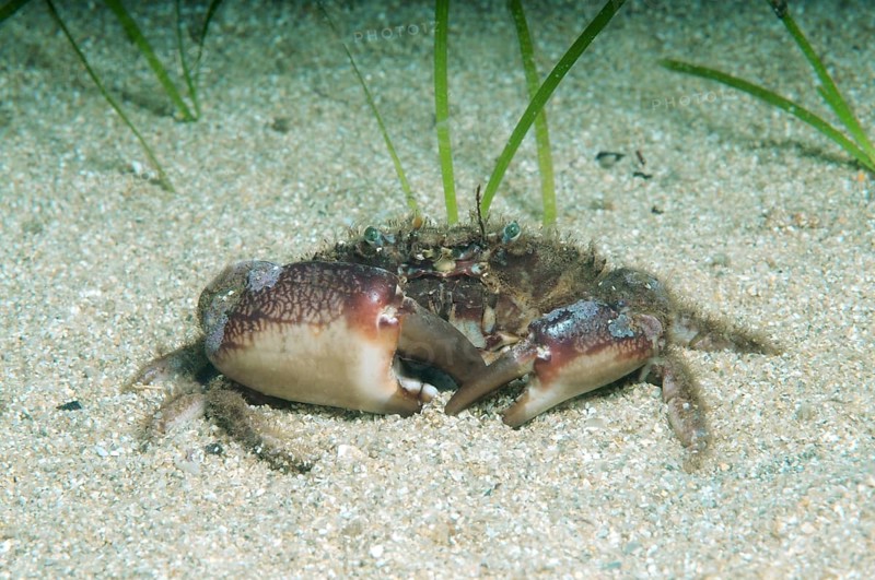 Bristly Crab