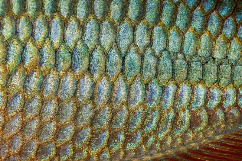 Scales of a Jewel Rainbow Fish or Banded Rainbowfish (Melanotaenia trifasciata)