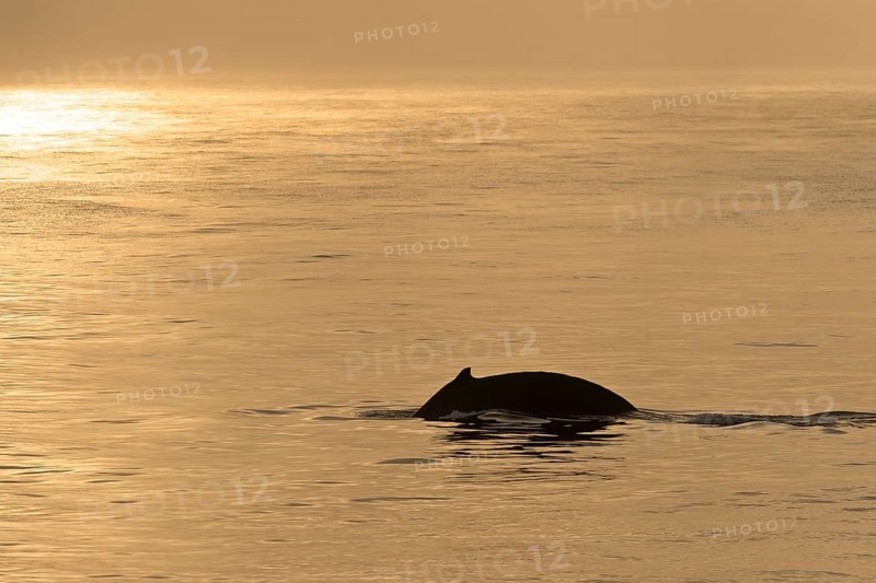Humpback Whale (Megaptera novaeangliae)