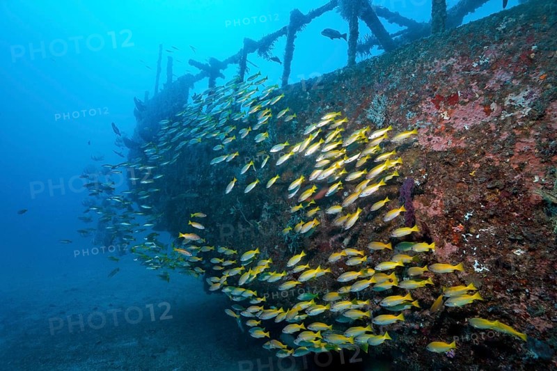 School of Bigeye Snappers (Lutjanus lutjanus)