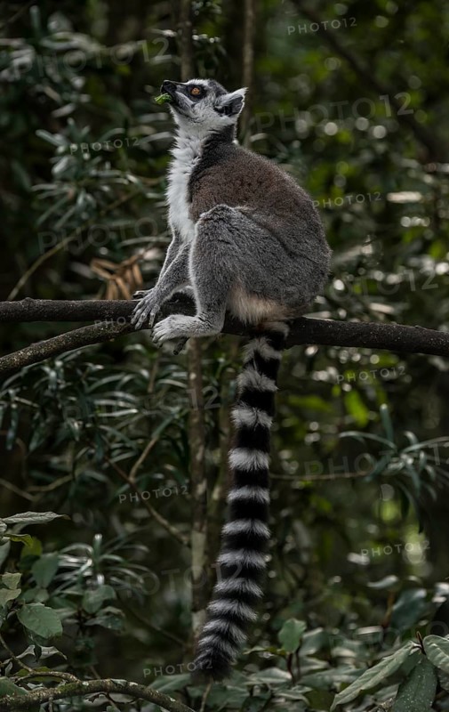Ring-tailed Lemur (Lemur catta)