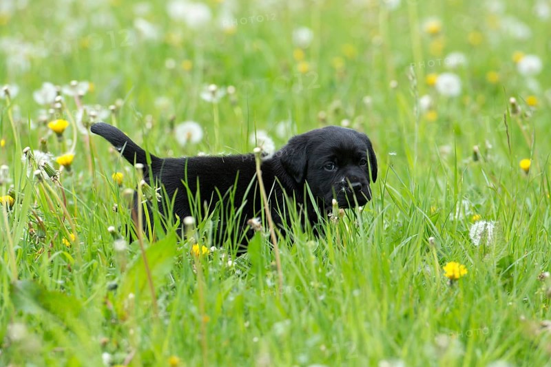 Black Labrador Retriever puppy walking through tall grass