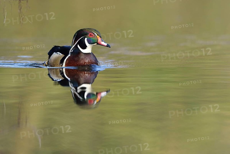 Wood Duck (Aix sponsa)