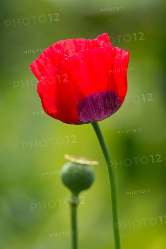 Turkish tulip (Papaver glaucum)