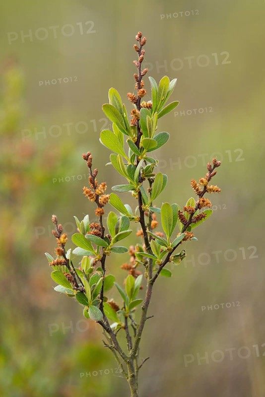 Bog Myrtle or Sweet Gale (Myrica gale)