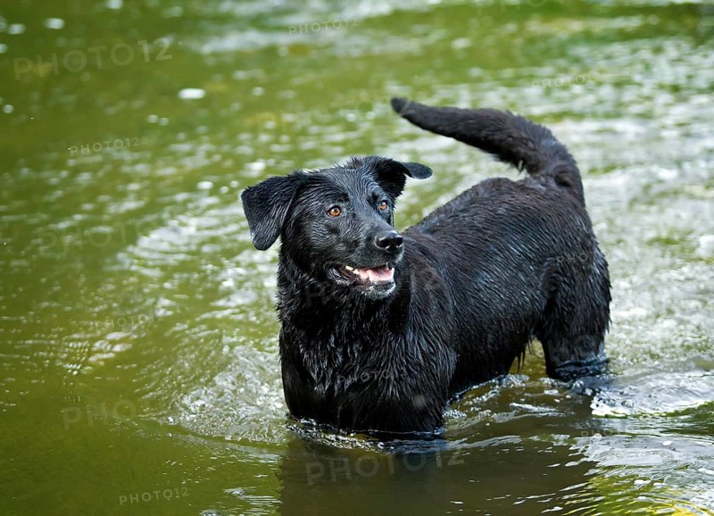 Black Rottweiler crossbreed standing in the water