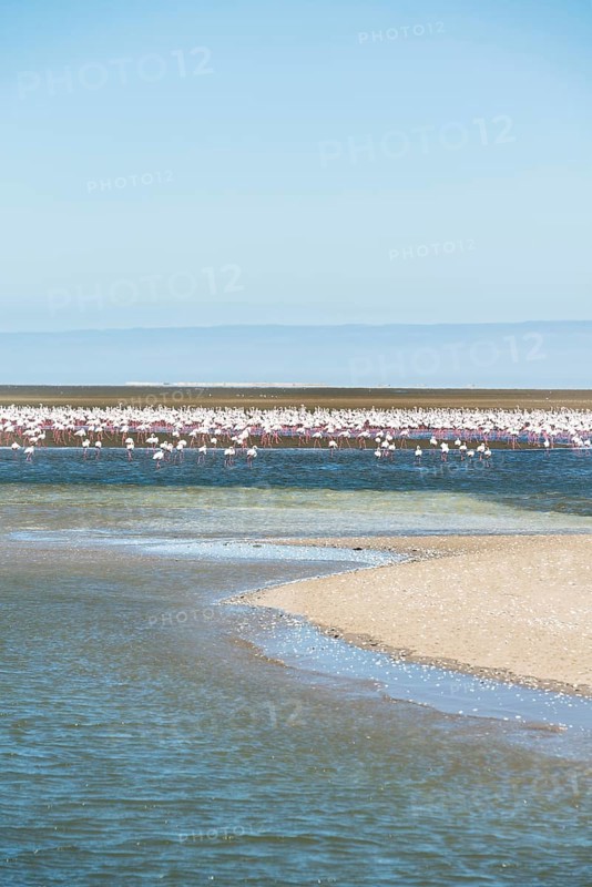 American Flamingoes (Phoenicopterus ruber)