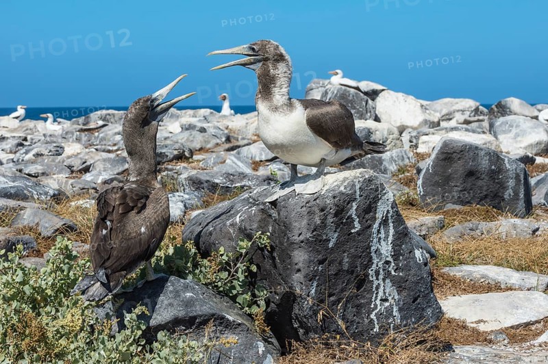 Nazca Boobies (Sula granti)