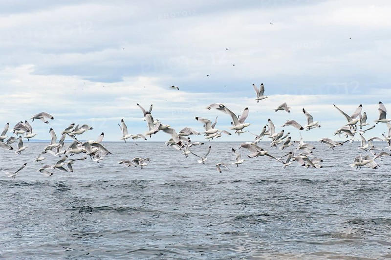 Flock of Black-legged Kittiwakes (Rissa tridactyla)
