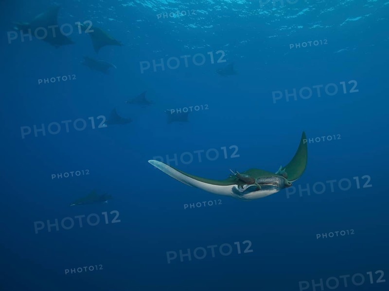Sicklefin Devil Rays or Box Rays (Mobula tarapacana)