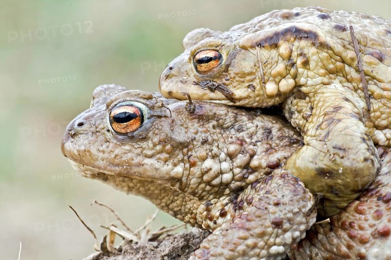 Common Toad or European Toad (Bufo bufo)