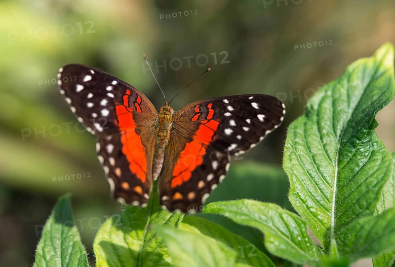 Brown Peacock or Scarlet Peacock (Anartia amathea)