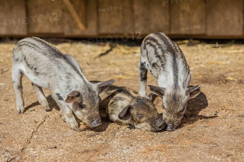 Mangalitsa or Mangalitza Pigs (Sus scrofa domestica)