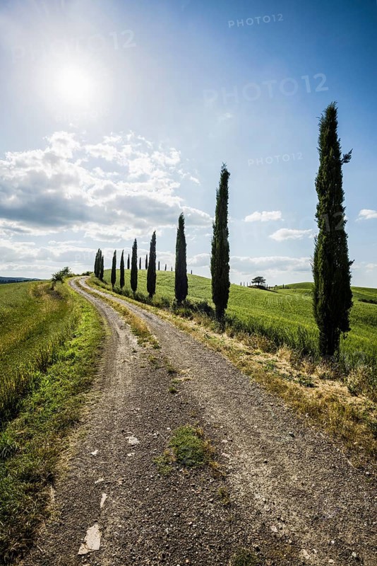 Mediterranean Cypresses (Cupressus sempervirens) and a dirt track