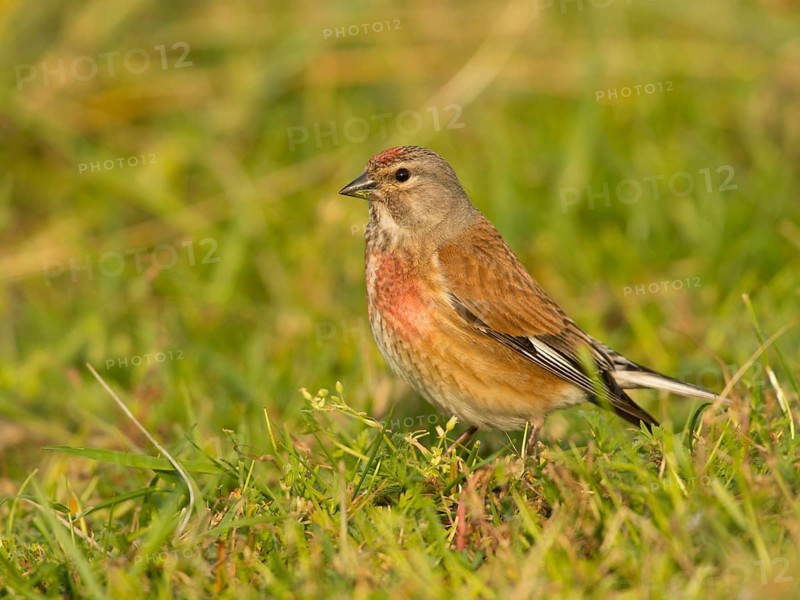 Common Linnet (Carduelis cannabina)
