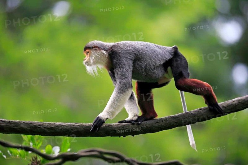 Douc Langur or Red-shanked Douc (Pygathrix nemaeus)