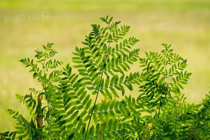 Royal fern (Osmunda regalis)