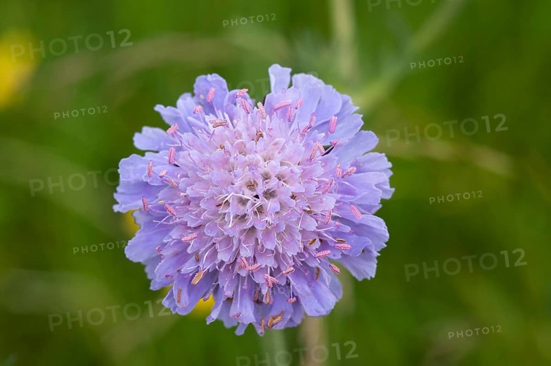 Field Scabious (Knautia arvensis)